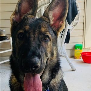 Meet your Posher, Gwen